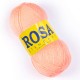 Rosa standard 37 Peach fuzz